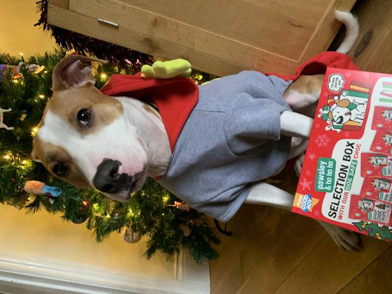 Image for 80. This was Andy’s first Christmas with us last year, after we rescued him!!