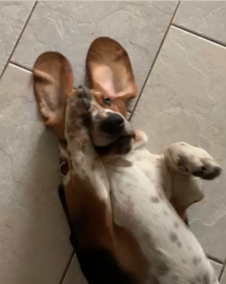 Image for Max the basset hound pretending to be Easter bunny !!