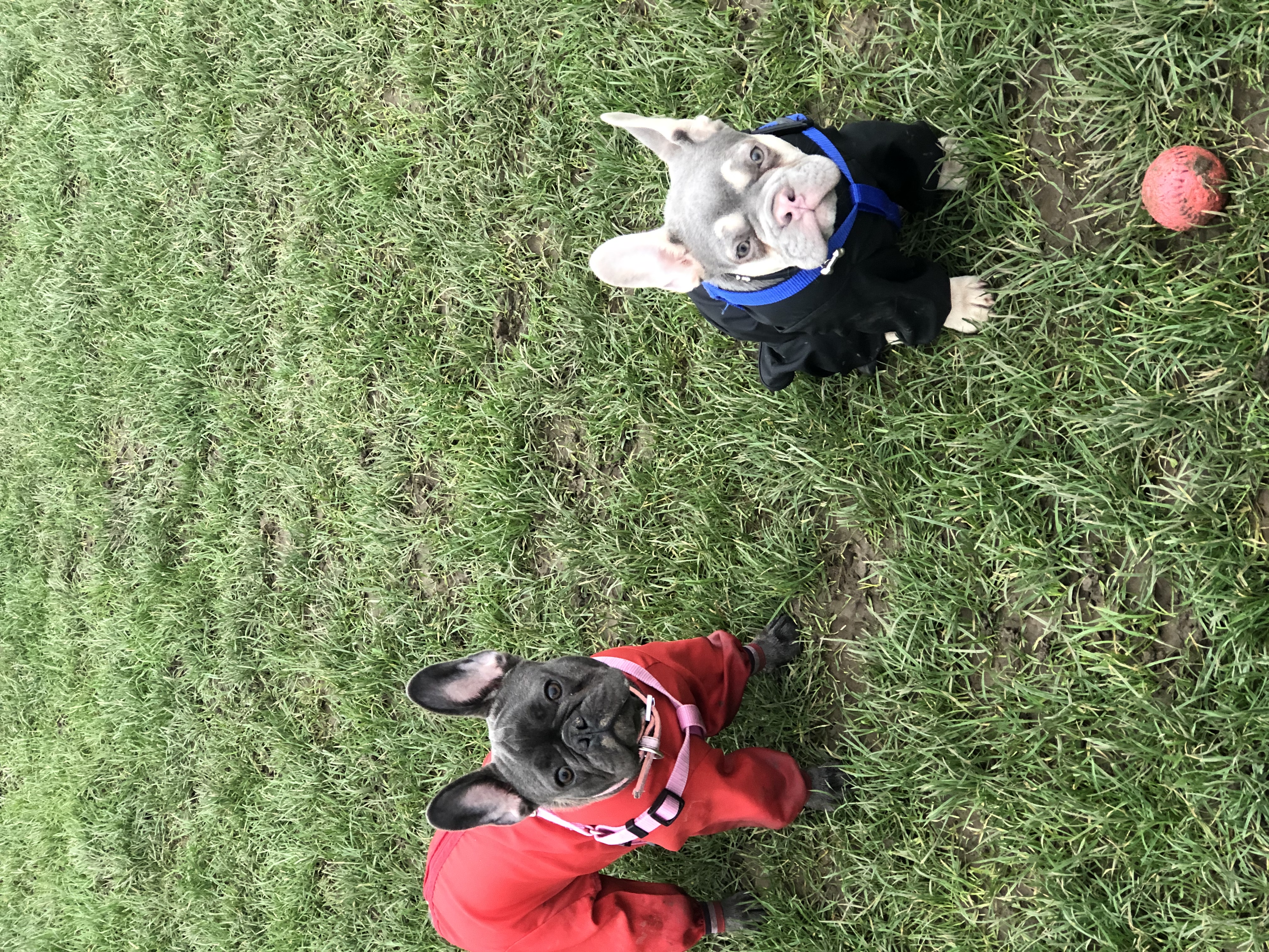 Image for My two beautiful frenchies out for a winter walk with there all in one water proof