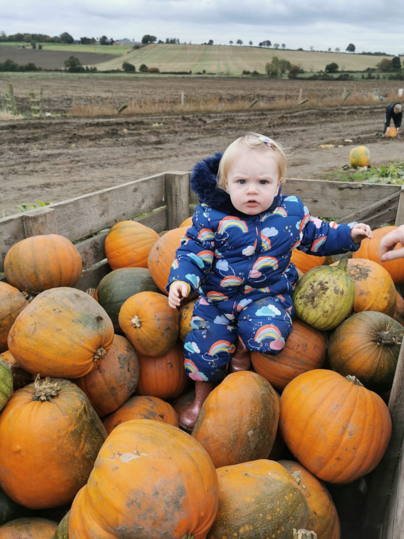 Image for Orla picking her very own Pumpkin from the batch in the patch.