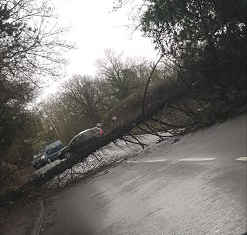 Main image for Tree blocking road