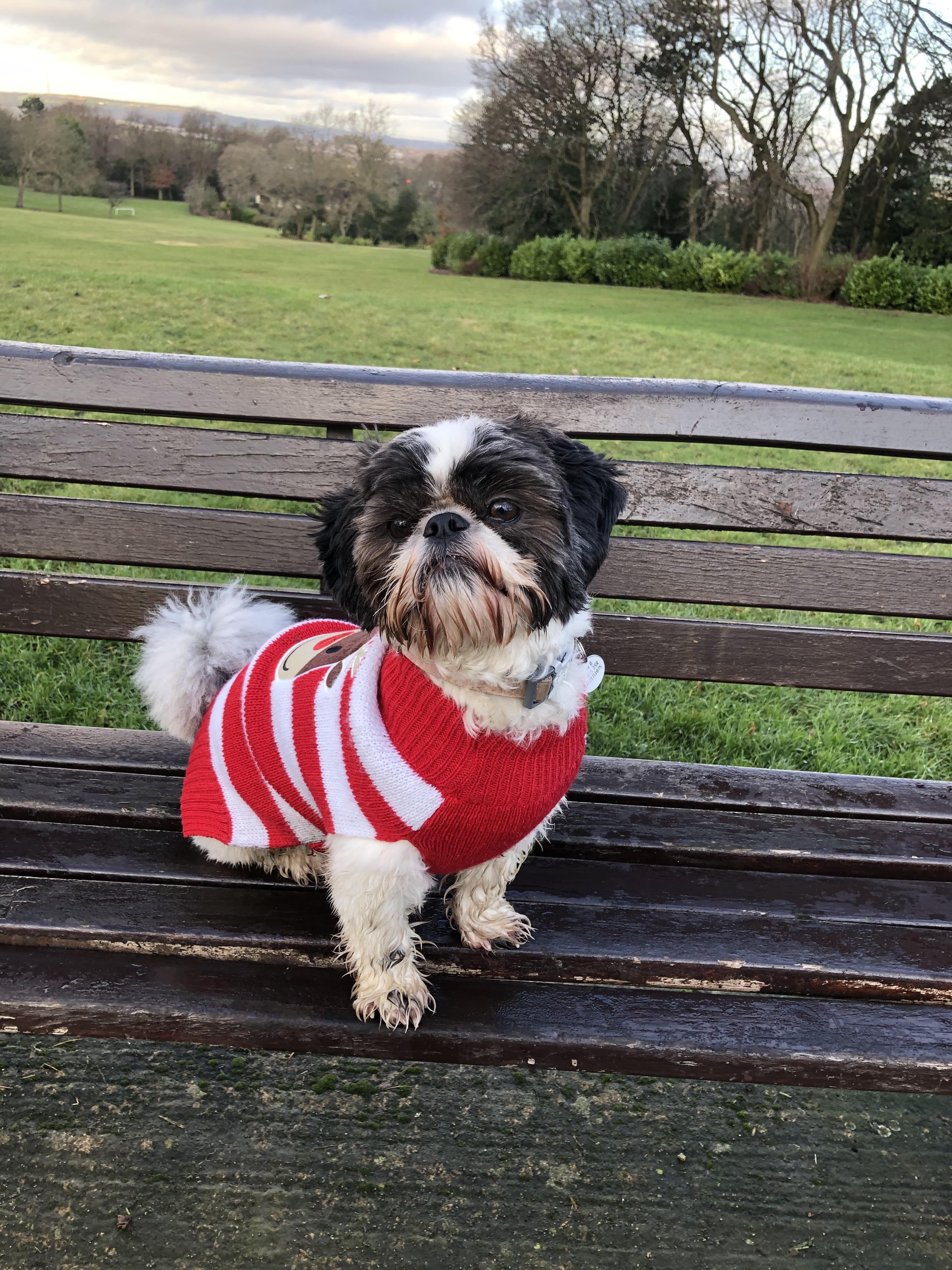 Image for Walk round locke park in my Christmas jumper!
