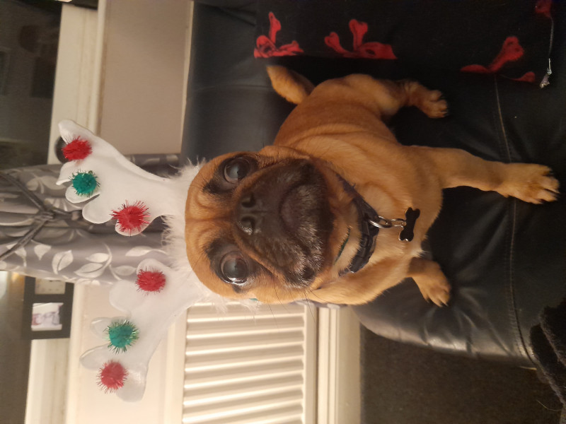 Image for 10. Here is Monty getting into the Christmas spirit and saying bye bye to 2020!!