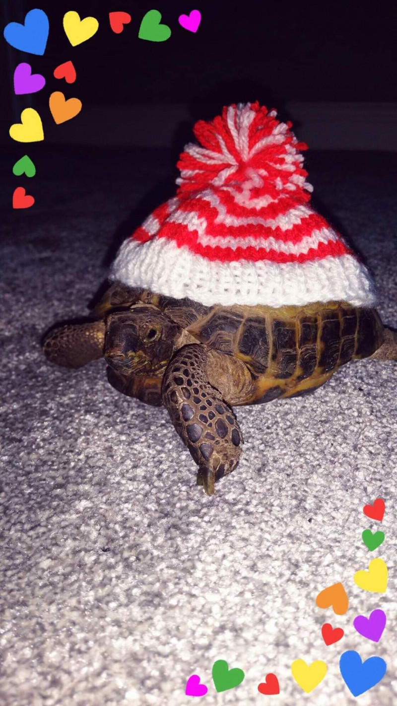 Image for 19. This is Glen the tortoise all ready for the cold weather and Christmas, sporting his cosy hat.