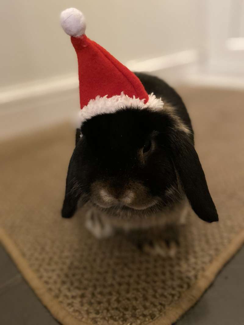 Image for 47. Forget the Easter Bunnie, we have a Christmas Bunnie!