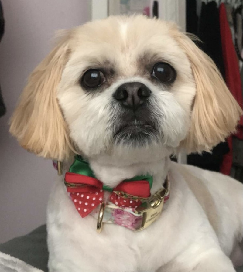 Image for 90. This is Maisie a Lhasa apso with her Christmas bow on🎁