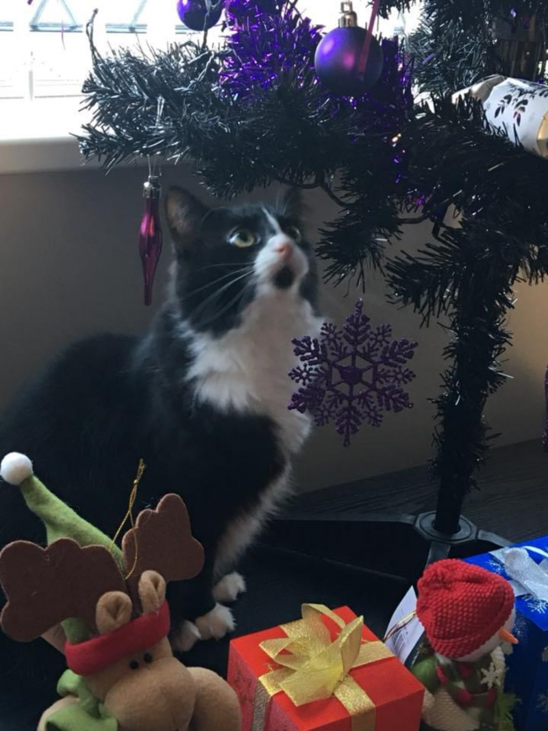 Image for 92. Gizmo eating the tree