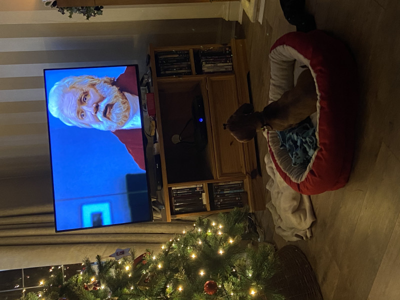 Image for 96. William the puppy daschund enjoying watching Santa Claus the Movie.