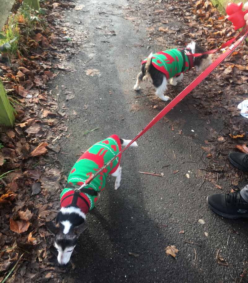 Image for 128. Seamus and Paddy wearing their Christmas jumpers for their walk