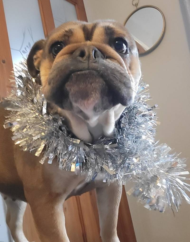 Image for Our tiny getting in the Christmas spirit