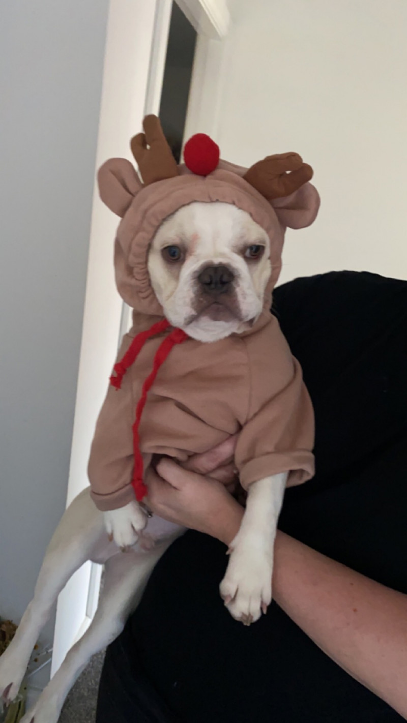 Image for David the French bulldog ready to deliver presents on Christmas Day 🎁