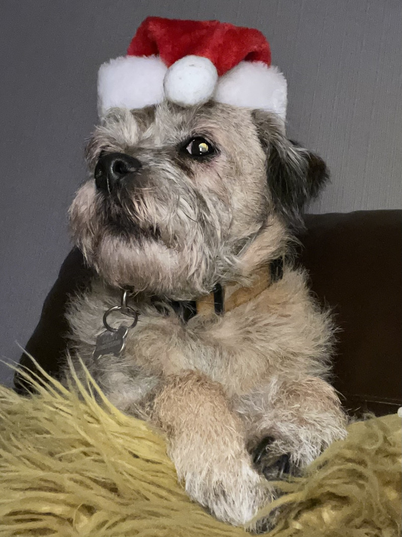 Image for Daisy the border terrier getting into the Xmas spirit 🤣