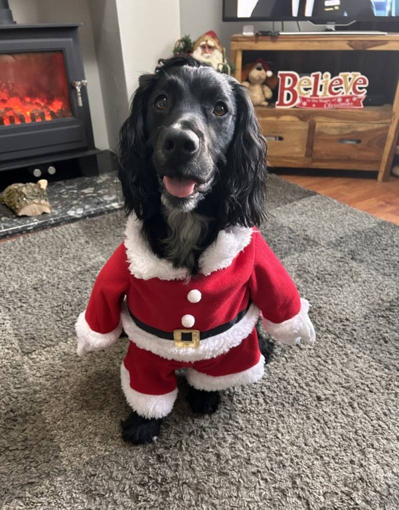 Image for Jess all ready for Xmas lol 🎅🎅🎄🎄