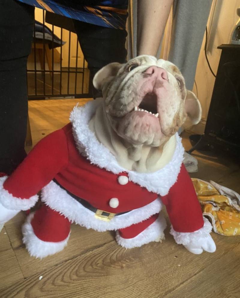 Image for English bulldog Valerie in her Santa suit ready for Christmas 🎄