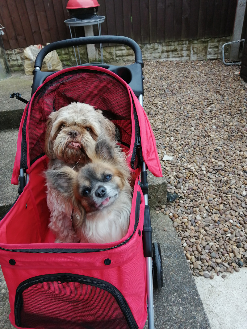Image for Coco and sox ready to go a walk