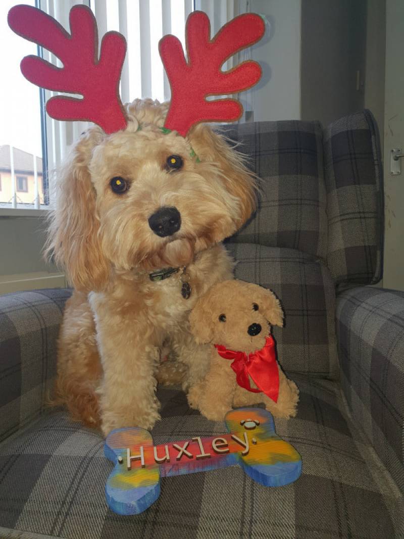 Image for 106. Huxley being all festive with his mini me 😍