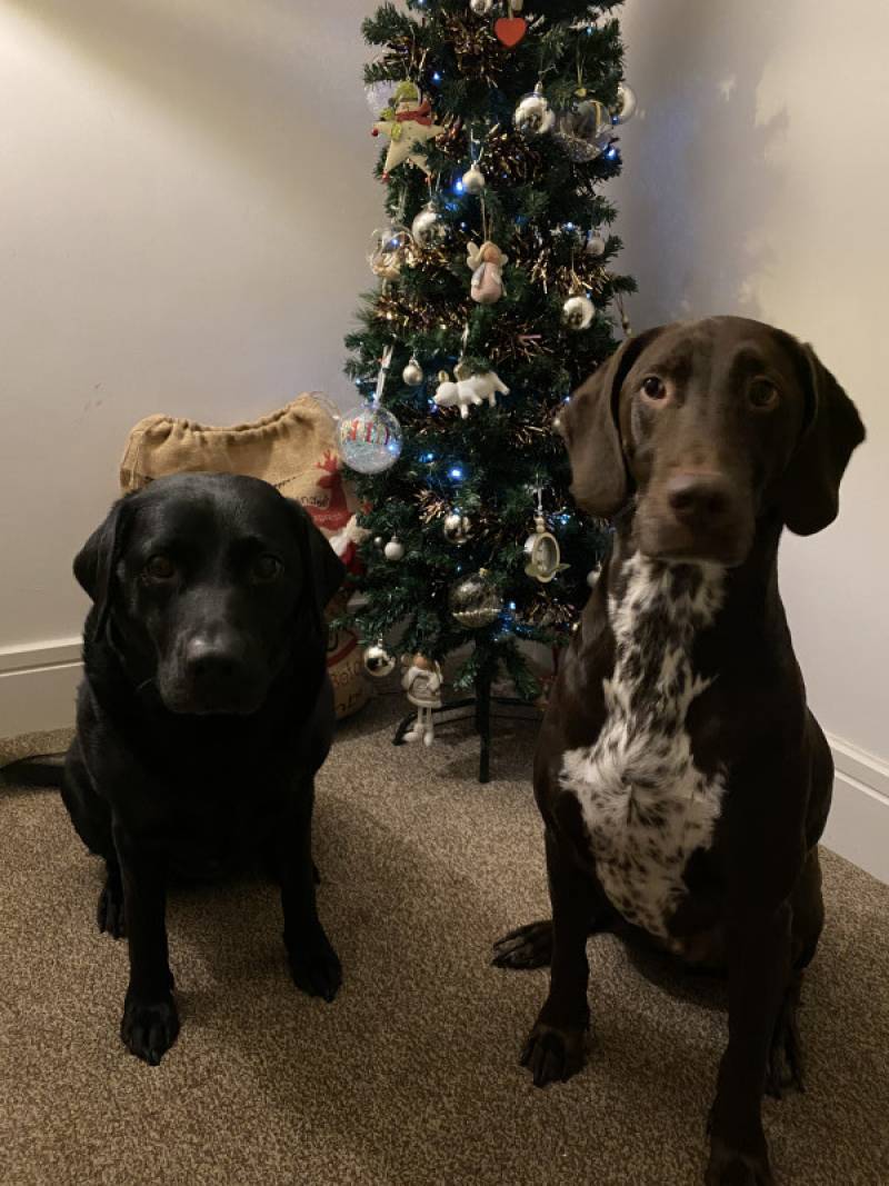Image for 113. Bailey and Bella getting into the Christmas spirit