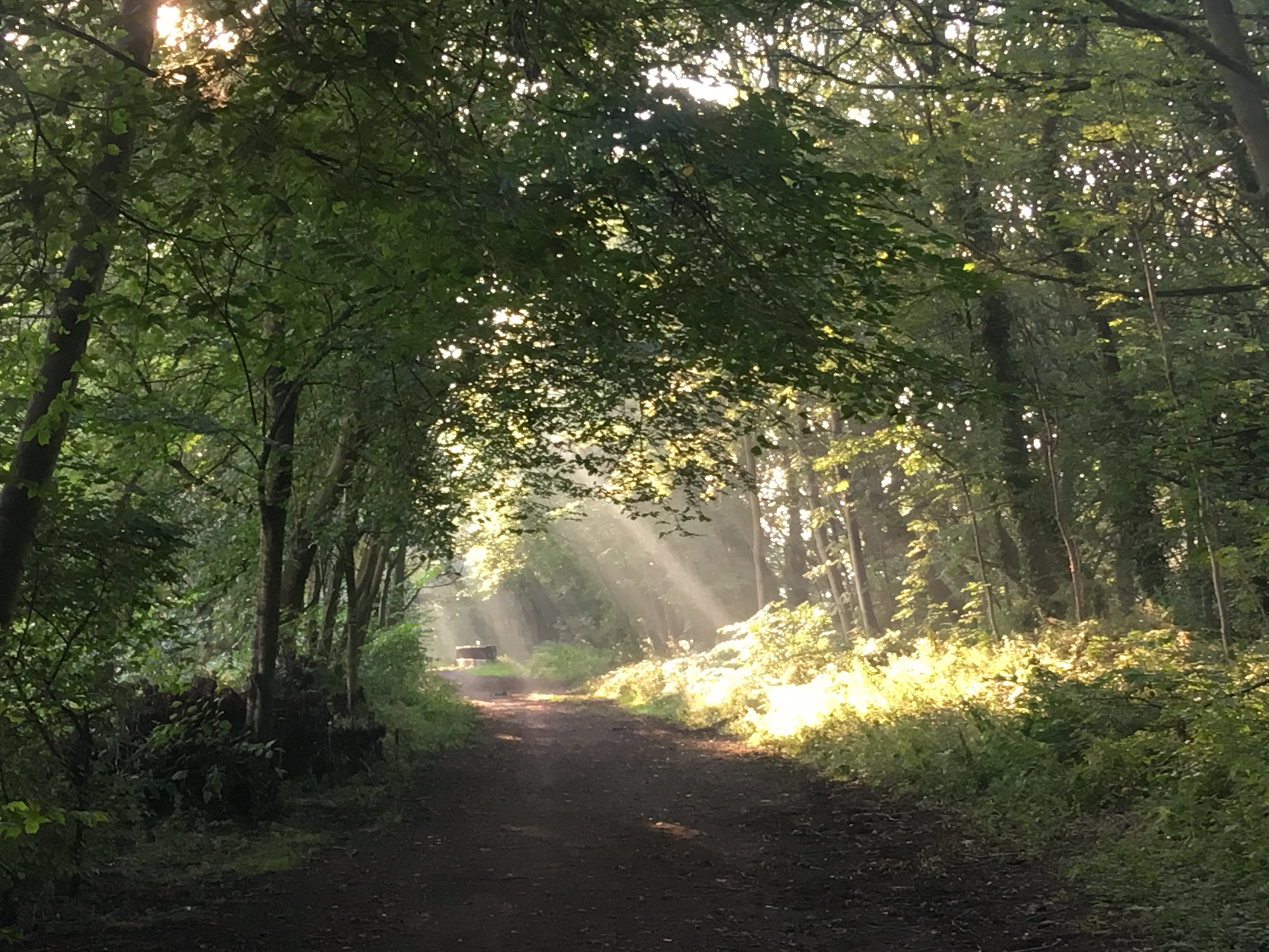 Image for Trans Pennine Trail early morning in Silkstone Common.