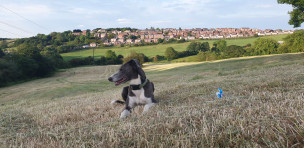 A picture of my dog sky with blackerhill in the back ground 2020