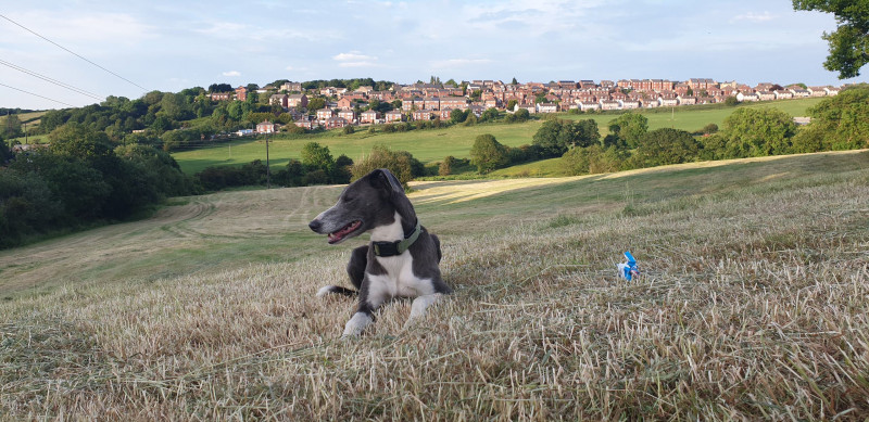 Image for A picture of my dog sky with blackerhill in the back ground 2020