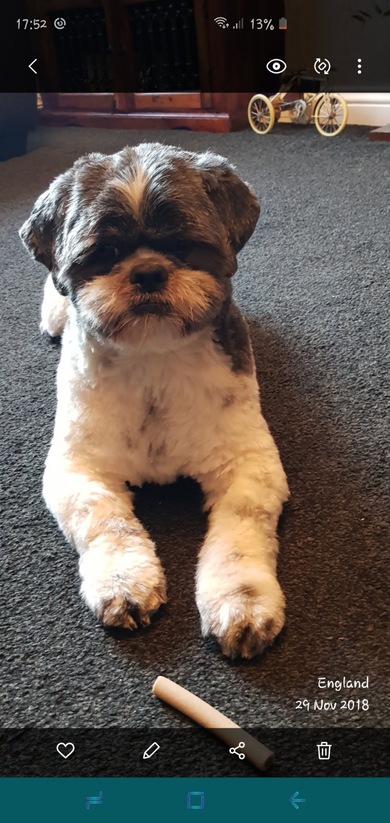 Image for This is my spoilt but oh so loving little boy, Dominoe The Shih Tzu. We love him so much!