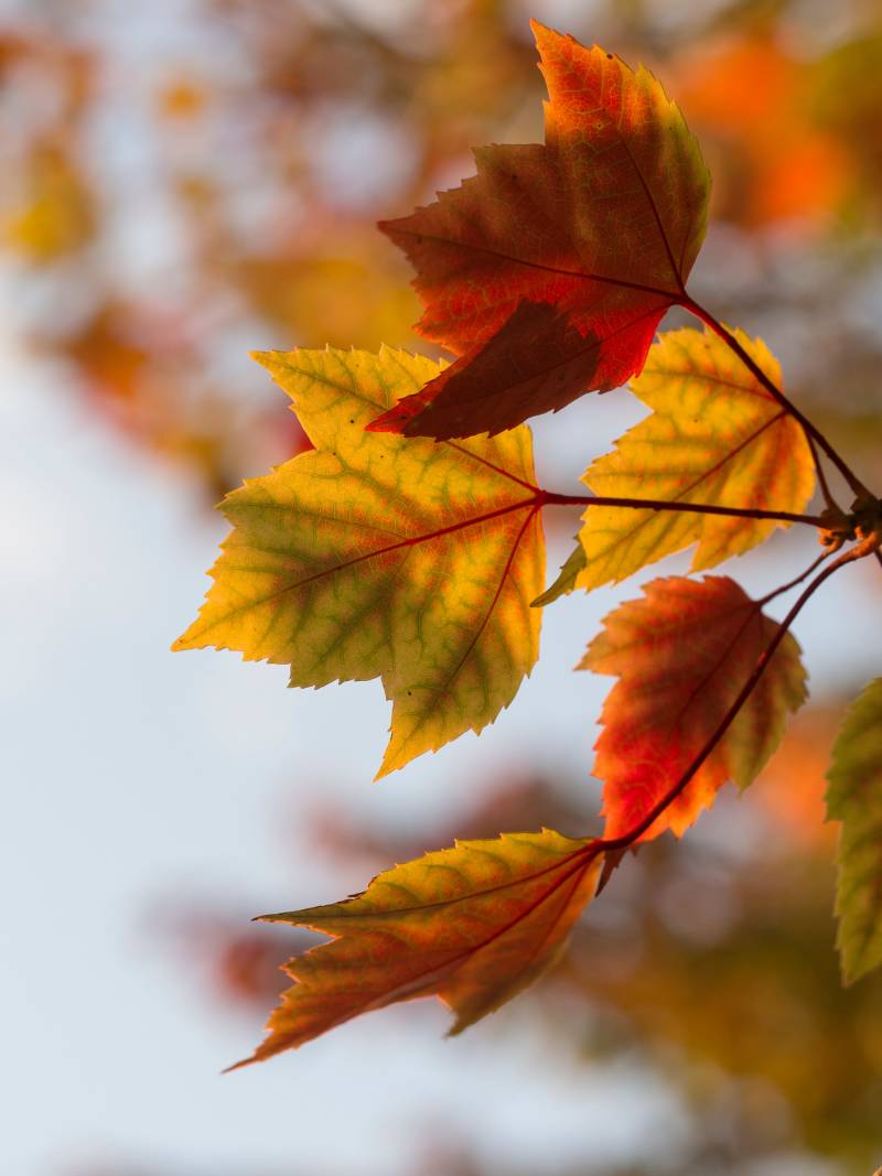 Image for A glimpse into Autumn