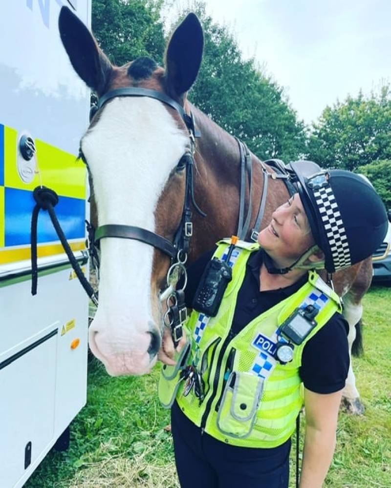 Main image for Police looking for new horse to join team