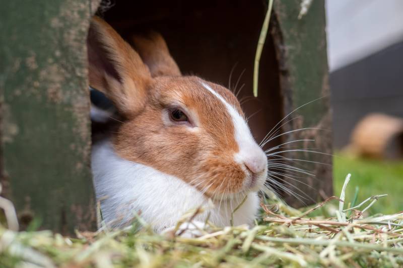 Main image for "Don't keep rabbits in small hutches" urges animal charity