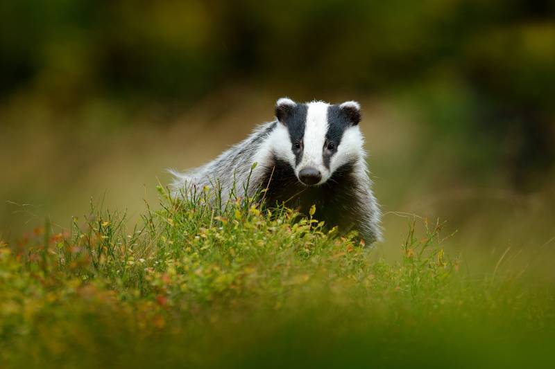 Main image for Wildlife charity want residents to take part in survey