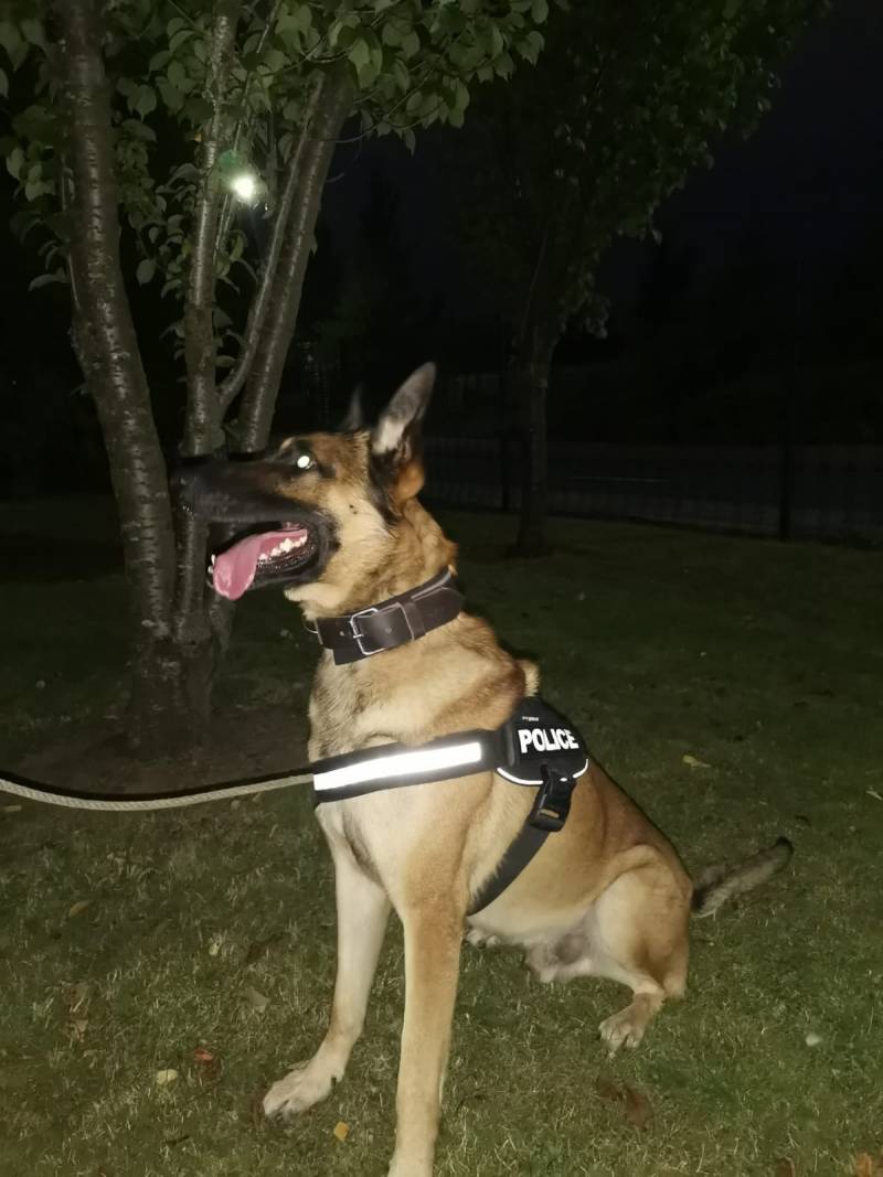 Main image for Police dog helps chase down drink-driver