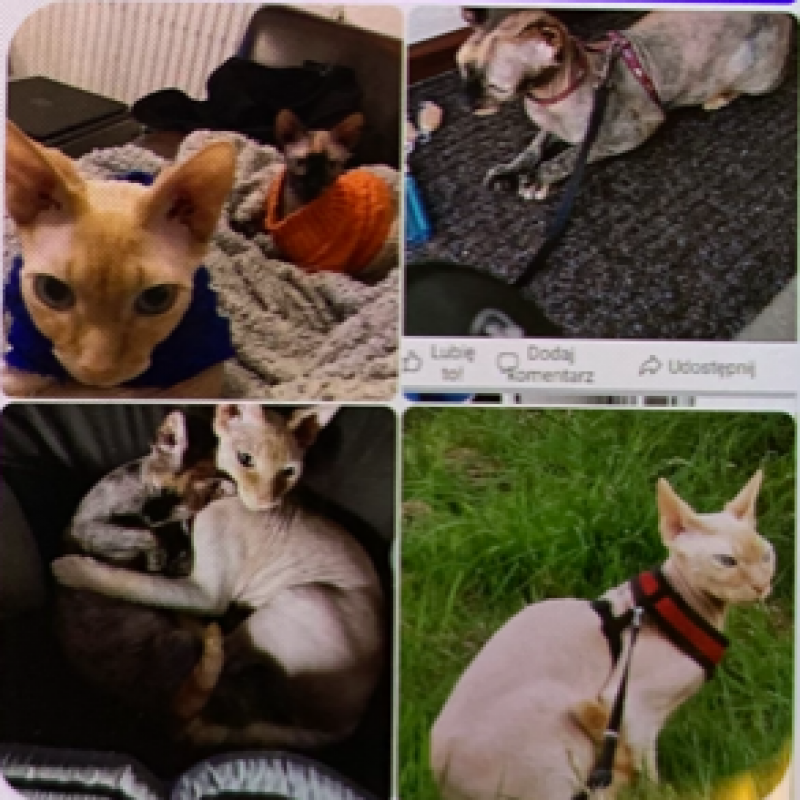 Main image for Police probe for missing pets