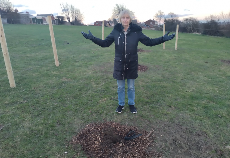 Main image for Trees stolen hours after they were planted in Darfield