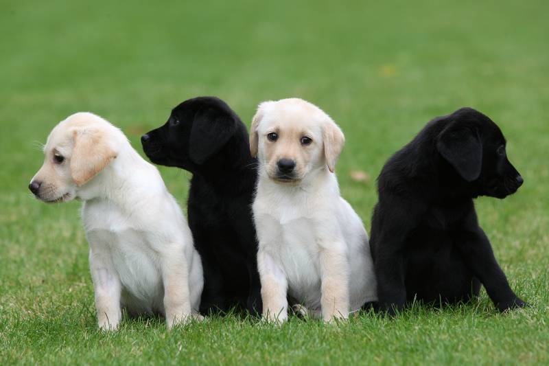 Main image for Appeal for Barnsley dog lovers to raise Guide Dog puppies