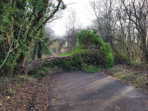 Main image for Tree removed from Trans Pennine Trail