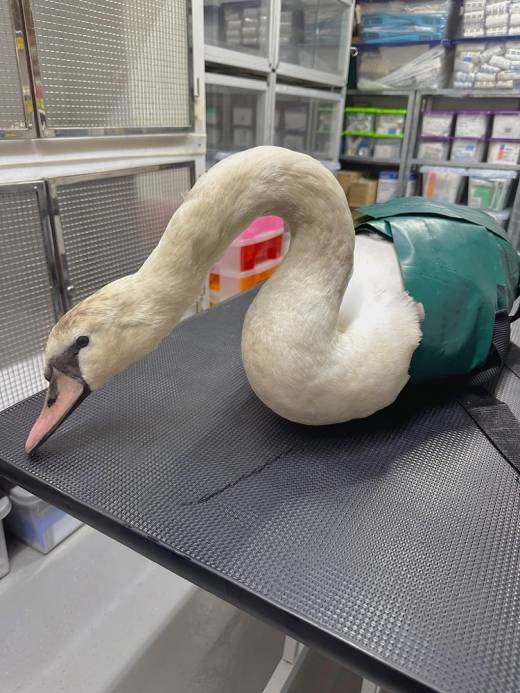 Main image for Call to dog owners after attack on swan