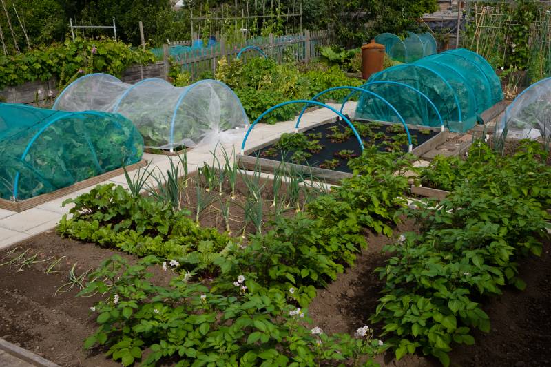 Main image for Community allotments need you!