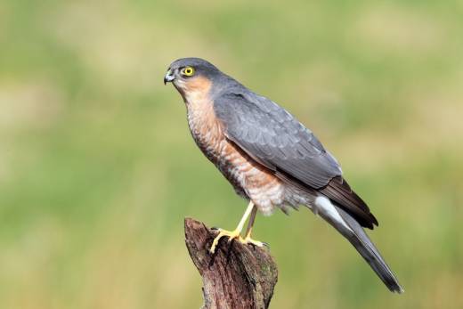 Main image for Barnsley shooting case to be used in bird of prey campaign