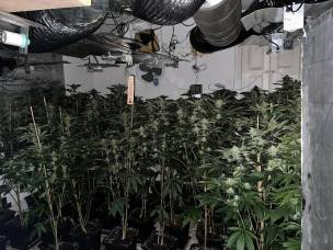 Main image for Police seize almost 1,000 cannabis plants