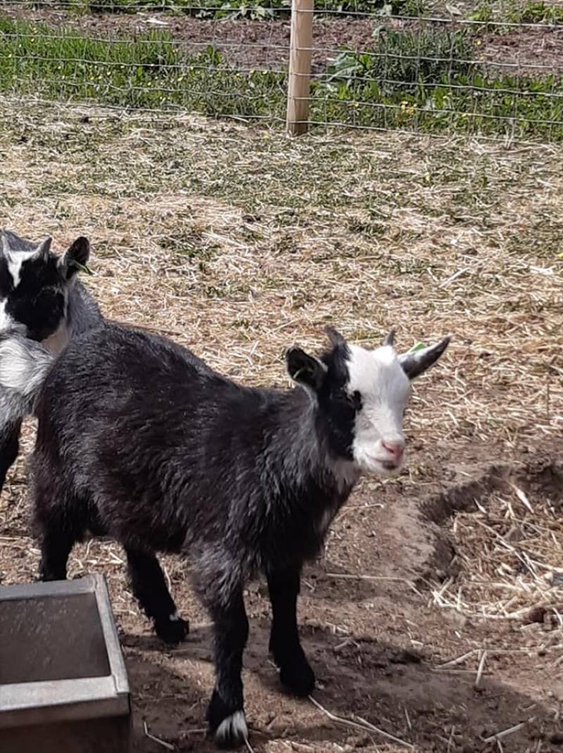Main image for Livestock venture to end after goats are stolen