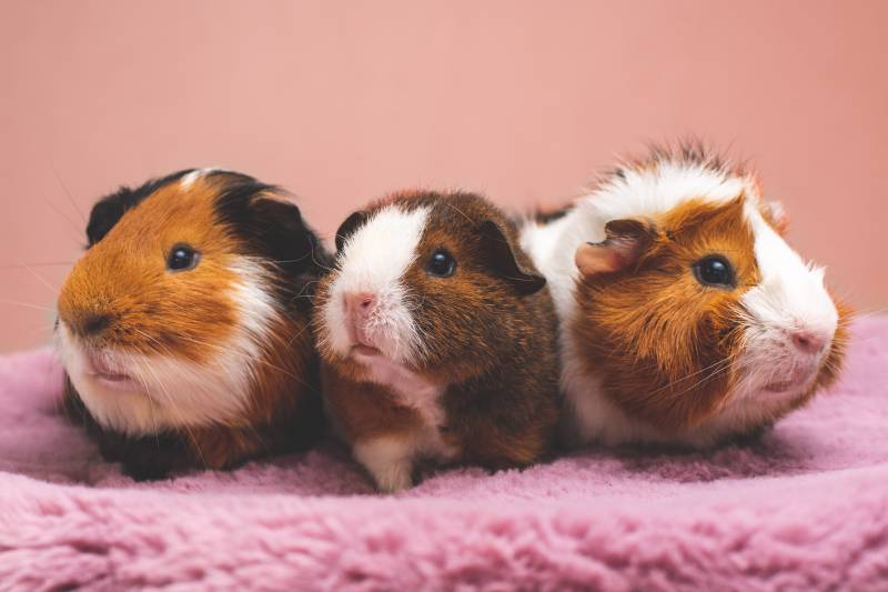 Main image for Rise in abandoned Guinea Pigs seen by charity