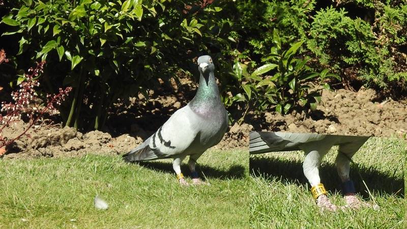 Main image for Appeal for owner of lost racing pigeon near York