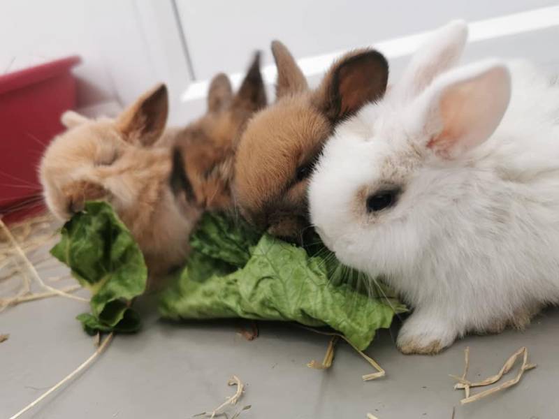 Main image for RSPCA 'fears' increase in abandoned rabbits