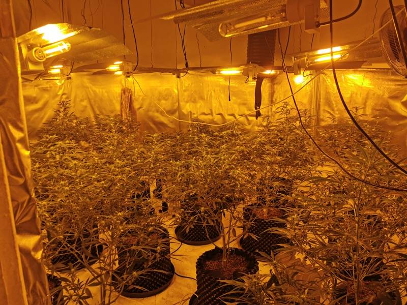 Main image for Cannabis plants are discovered