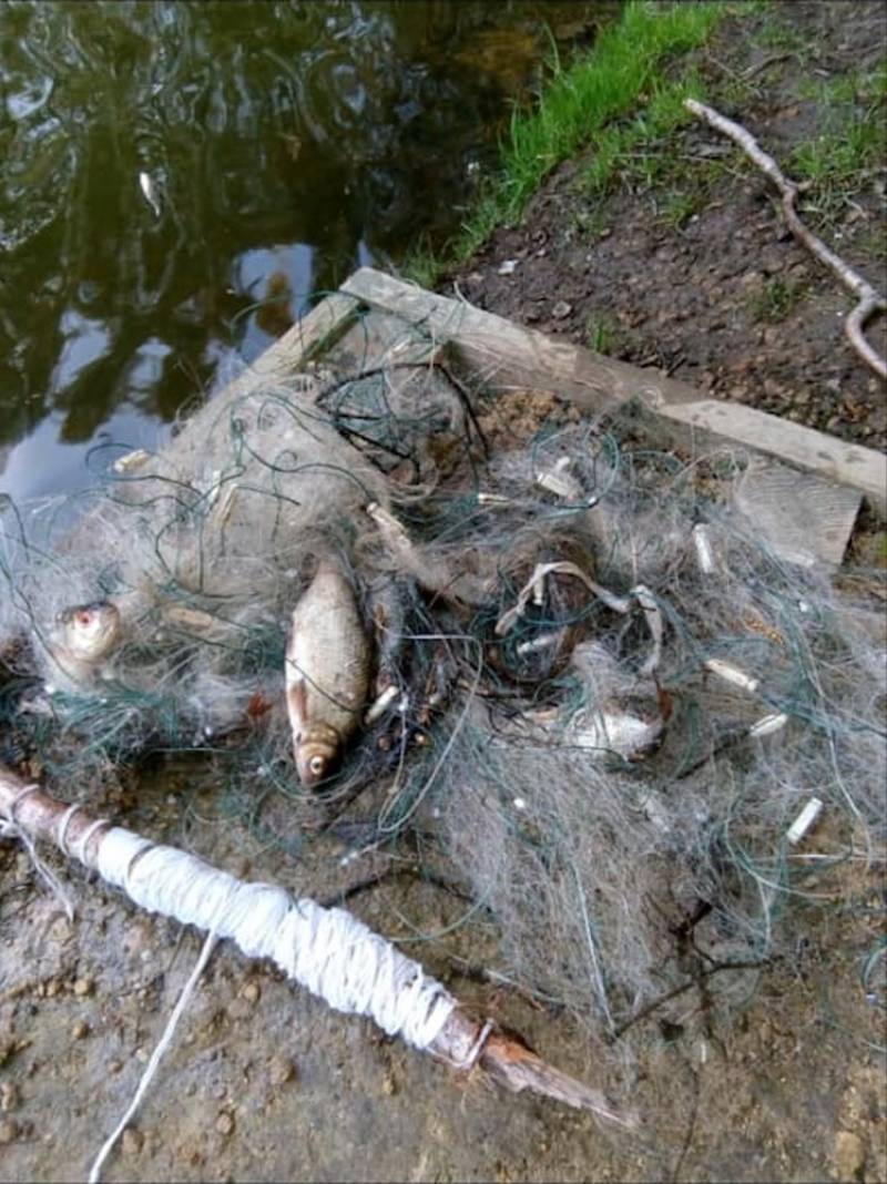 Main image for Illegal anglers could be netted