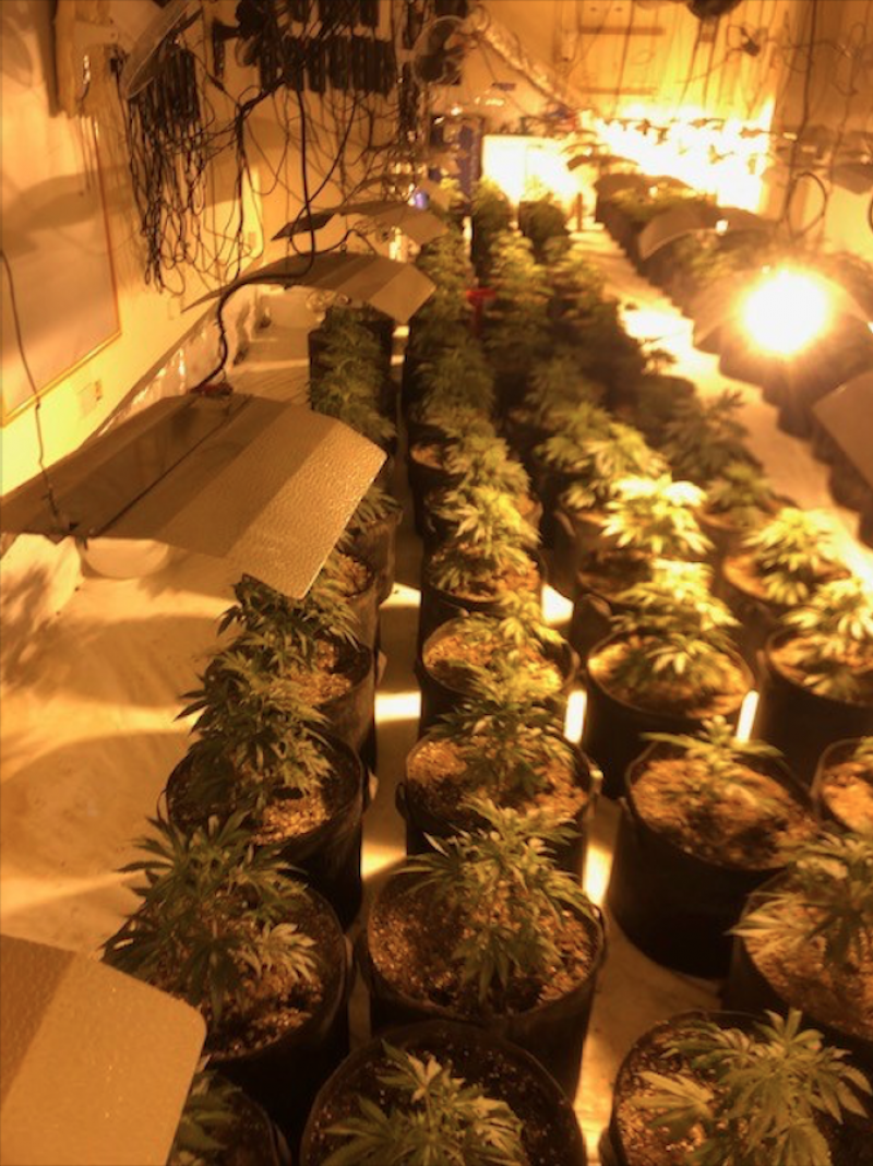 Main image for Cannabis cultivation in town centre seized