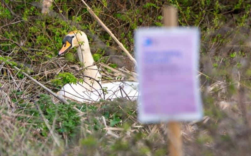 Main image for Plea to respect nesting swans