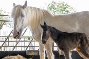 Main image for Joy as Silver welcomes her 'rainbow' foal