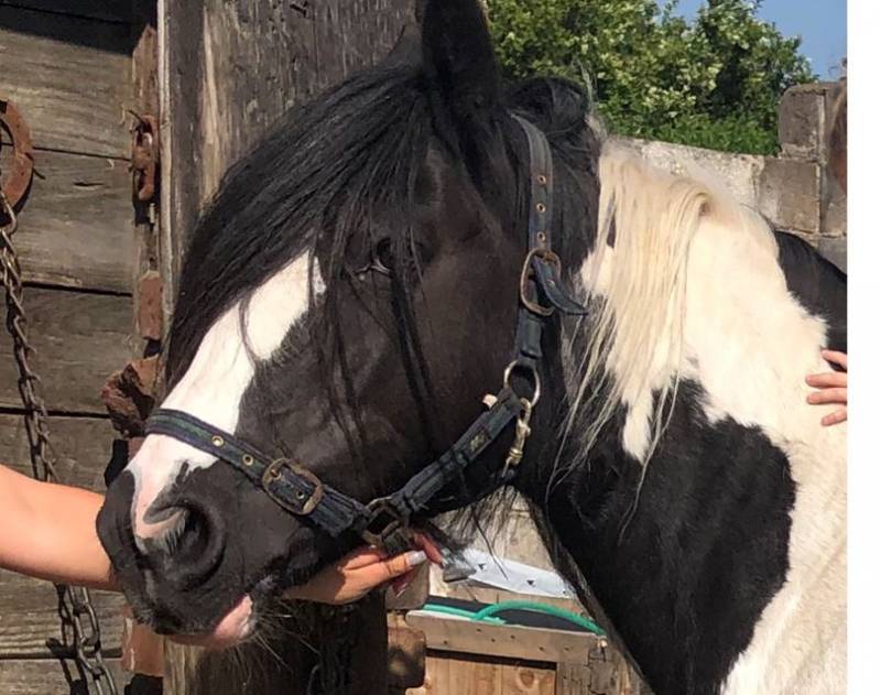 Main image for Missing horse reunited with owner