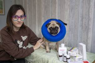 Main image for Poorly pug needs a helping hand