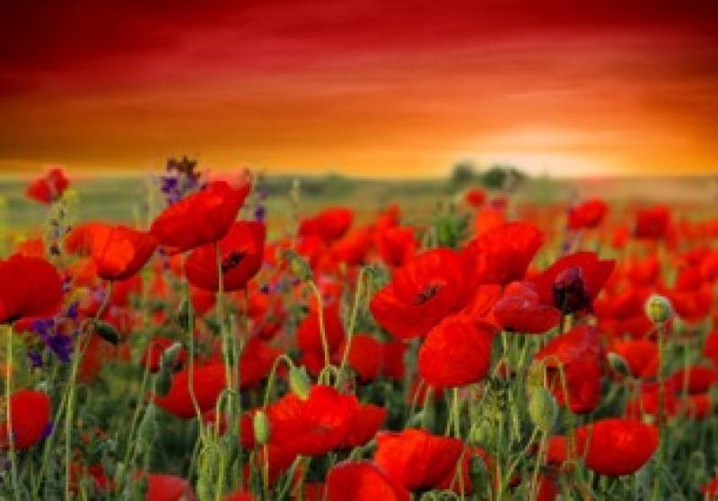 Main image for Remembrance event cancelled in Hoyland